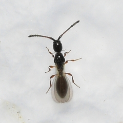 Diapriinae