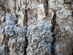 Physcia americana
