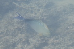 Acanthurus