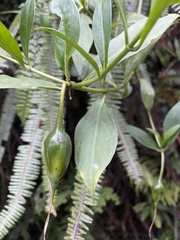 Symbolanthus australis
