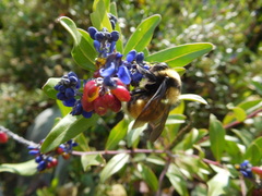 Bombus robustus