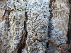 Physcia americana