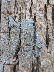 Physcia americana