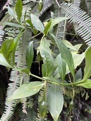 Symbolanthus australis
