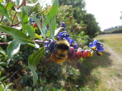 Bombus robustus