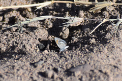 Brephidium exilis exilis