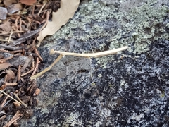 Bistanta mexicana