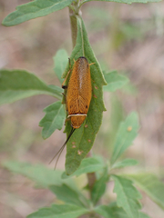 Ellipsidion humerale
