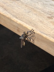 Blepharotes splendidissimus