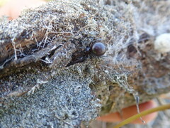Steatoda capensis