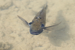 Sarotherodon melanotheron