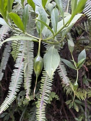 Symbolanthus australis