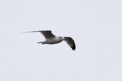 Larus delawarensis