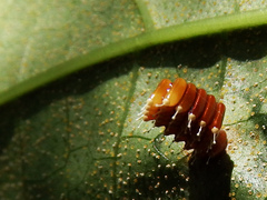 Epidaus sexspinus