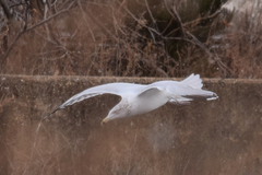 Larus argentatus