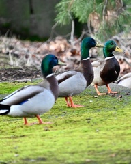 Anas platyrhynchos platyrhynchos