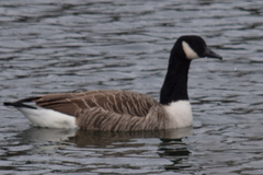 Branta canadensis