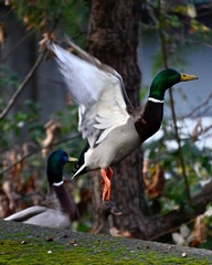 Anas platyrhynchos platyrhynchos