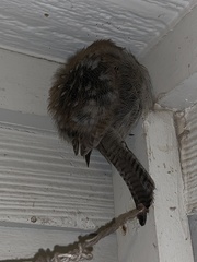 Thryomanes bewickii