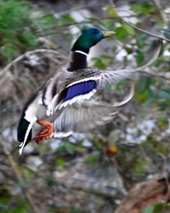 Anas platyrhynchos platyrhynchos