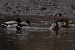 Anas platyrhynchos