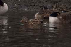 Anas platyrhynchos