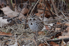 Melospiza melodia
