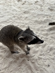 Procyon pygmaeus