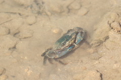 Thalamitinae