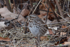 Melospiza melodia