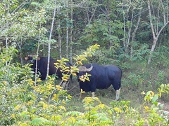 Bos gaurus