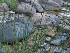 Schoenoplectus lacustris