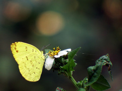 Eurema blanda arsakia