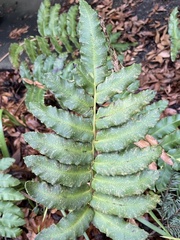Blechnum cordatum