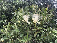 Capparis mitchellii