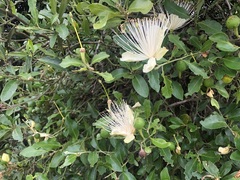 Capparis mitchellii