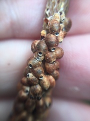 Eriococcus coriaceus