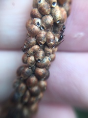 Eriococcus coriaceus