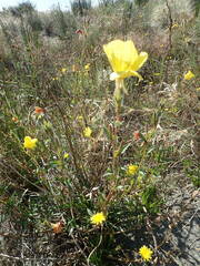 Oenothera stricta