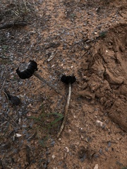 Montagnea arenaria