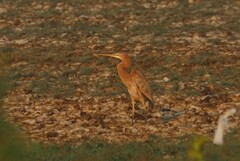 Ardea purpurea manilensis