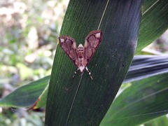 Cirrhochrista bracteolalis