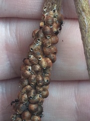 Eriococcus coriaceus