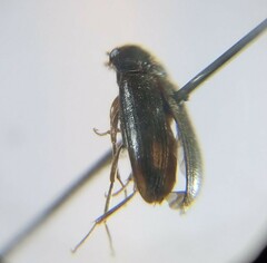 Hymenorus