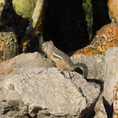 Ammospermophilus interpres