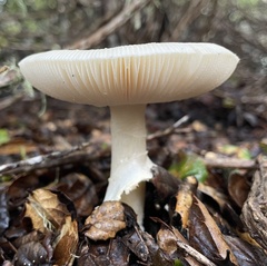 Amanita ocreata