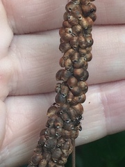 Eriococcus coriaceus