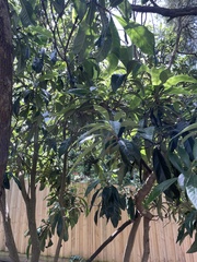 Eriobotrya japonica