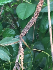 Eriococcus coriaceus