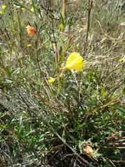 Oenothera stricta